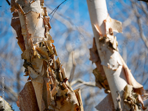 Bark peeling off a river birch tree
