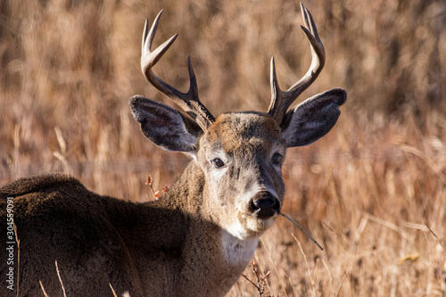 Whitetail Portrait