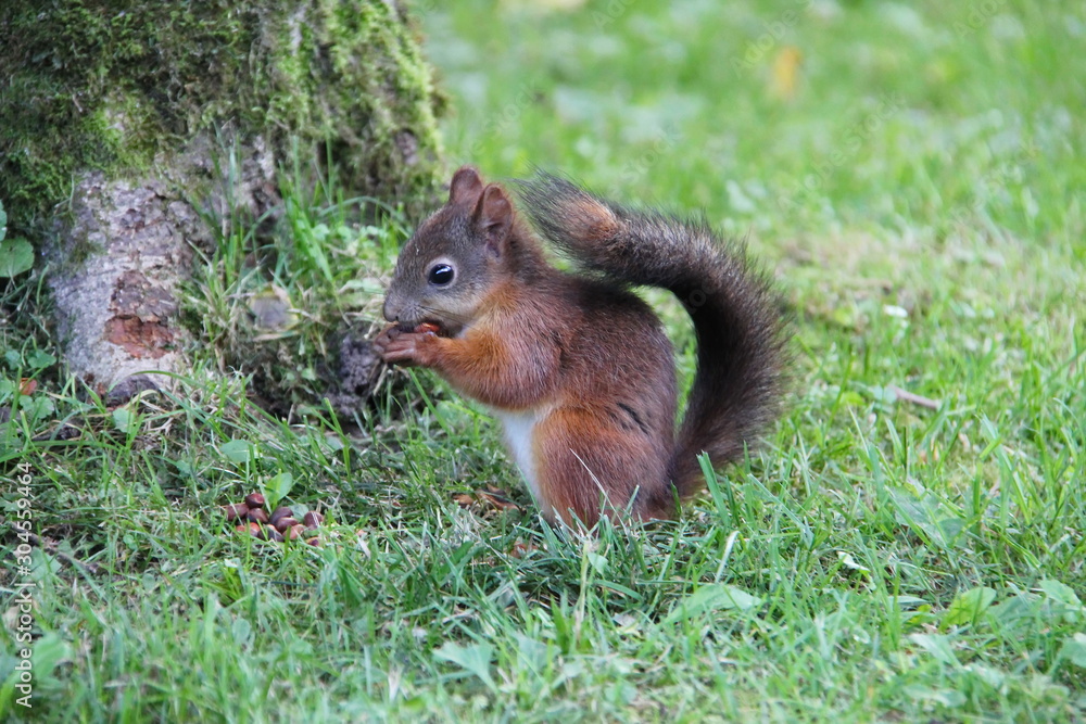 Young squirrel eats pine nuts Young squirrel eats pine nuts