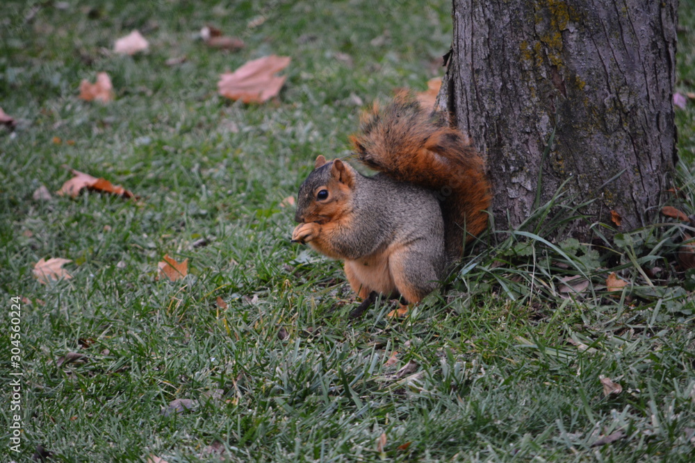 Hungry Squirrel Hungry Squirrel