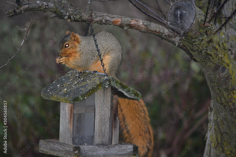 Hungry Squirrel Hungry Squirrel