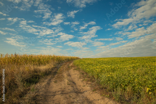 idyllic harvest season agricultural rural field scenic landscape view dirt road to horizon line and vivid blue sky background wallpaper pattern empty copy space for your text here 