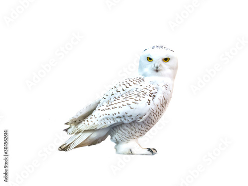 white owl, snow-white bird sits, isolate, predator, yellow eyes