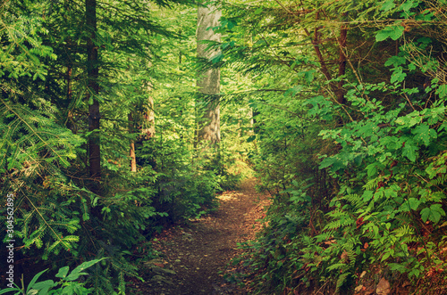 Fototapeta Naklejka Na Ścianę i Meble -  Summer green forest