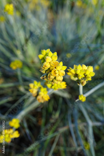 View of a yellow Grey Cottonhead flower (Conostylis candicans) in Australia
