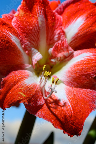 Winter flower big red and white Hippeastrum amaryllis close up photo