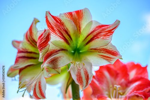 Winter flower big red and white Hippeastrum amaryllis close up photo