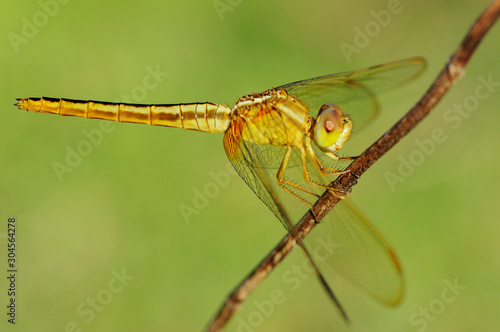 Wallpaper Mural dragonfly out door Torontodigital.ca