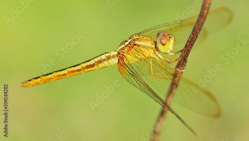 dragonfly out door © fuad