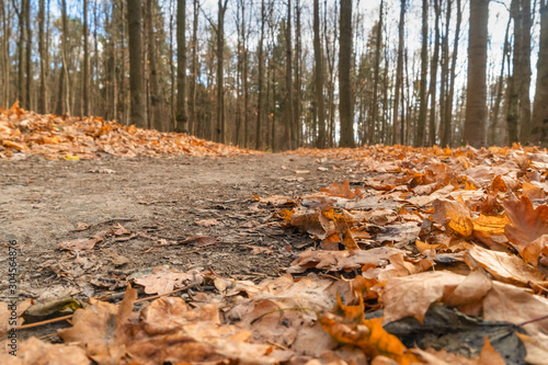 Wallpaper Mural Autumn forest road with orange fallen leaves in late autumn. Photo from the lower angle Torontodigital.ca