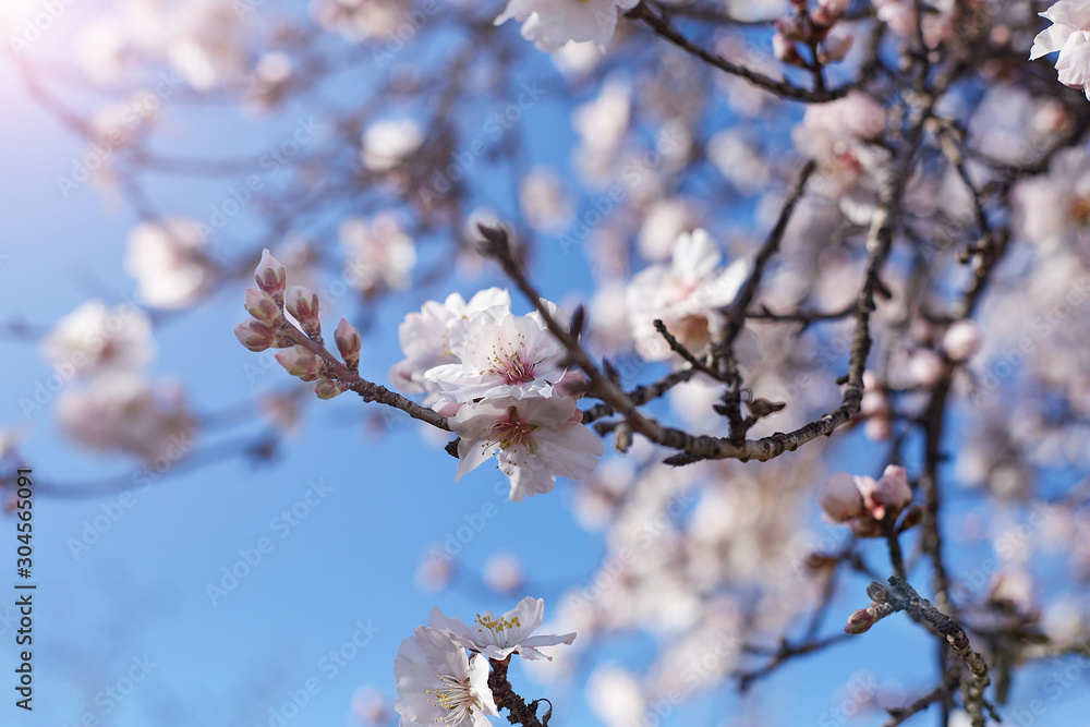 Spring blooms background. Beautifull almond tree flowers against the blue sky. Spring flowers. Beautiful garden in spring time. Abstract blurred background. Spring blooms background. Beautifull almond tree flowers against the blue sky. Spring flowers. Beautiful garden in spring time. Abstract blurred background.