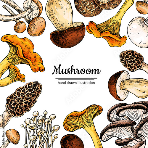 Mushroom hand drawn vector frame. Isolated Sketch organic food drawing template.