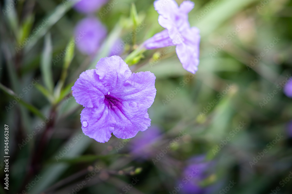 The background image of the colorful flowers The background image of the colorful flowers
