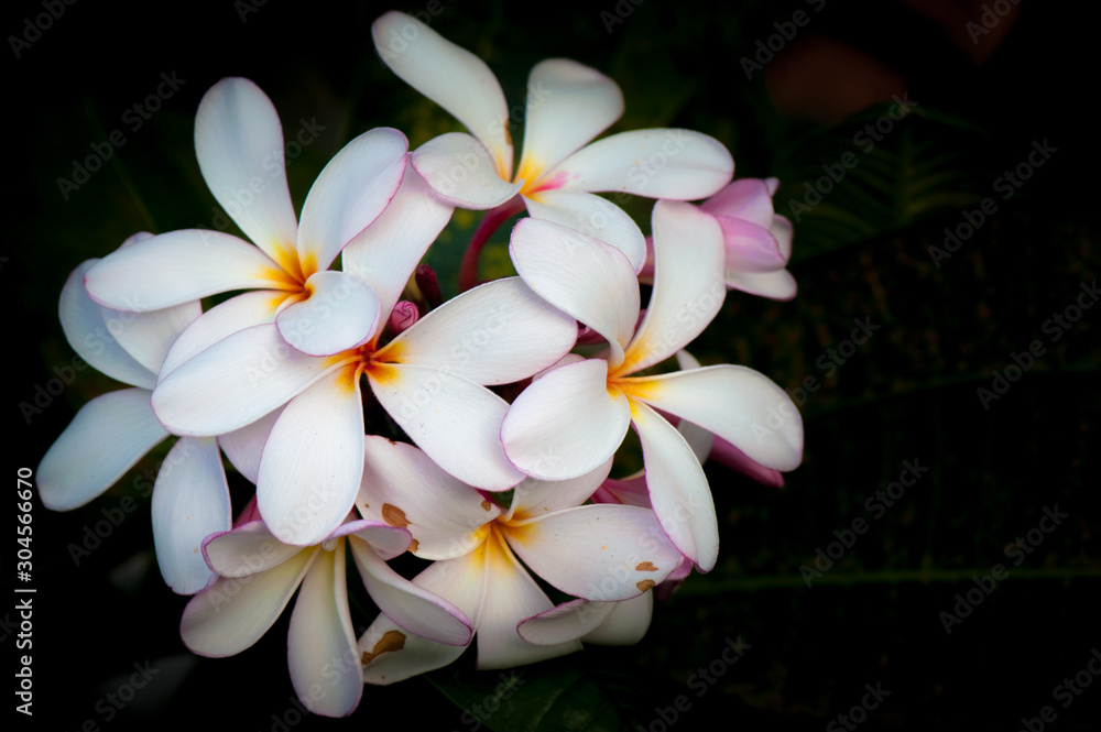 Fototapeta premium plumeria are tropical trees famous