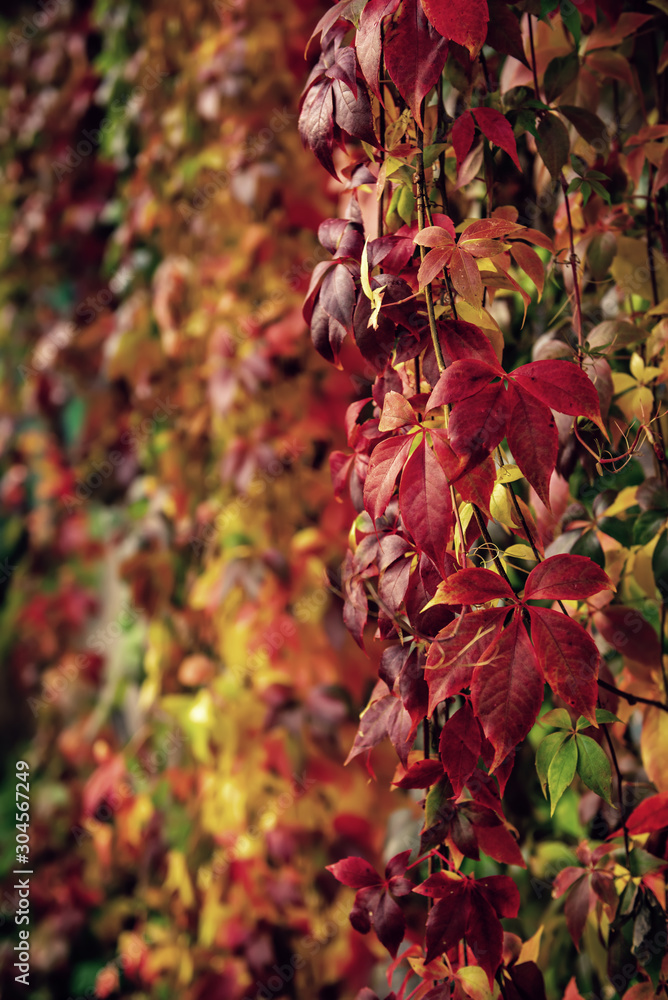 Wild grape red leaves Wild grape red leaves