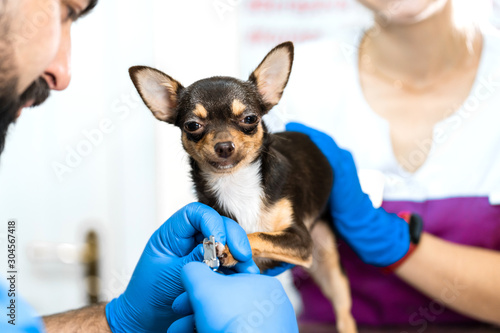 A professional veterinarian cuts the claws of a small dog of the Chihuahua breed on a manipulation table in a medical clinic. Pet care concept