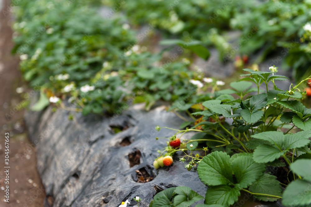 Red and ripe strawberries in the garden. Red and ripe strawberries in the garden.