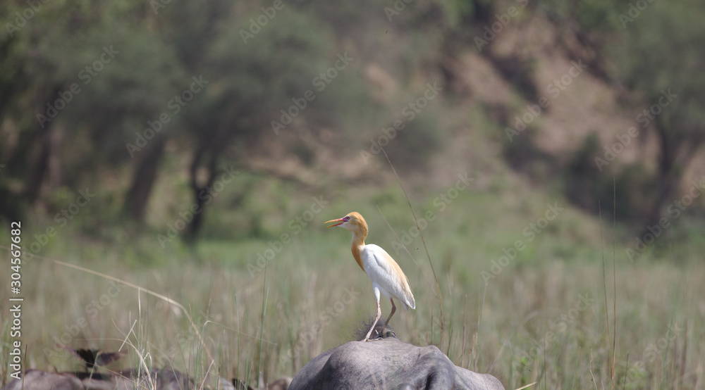 Obraz premium NB__9443 White bird with yellow beak on buffalo back