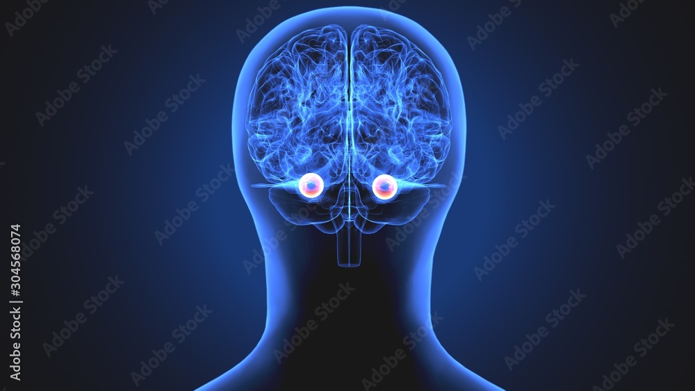 Fototapeta premium 3d illustration human body eye anatomy human body organ