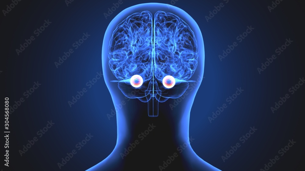 Fototapeta premium 3d illustration human body eye anatomy human body organ