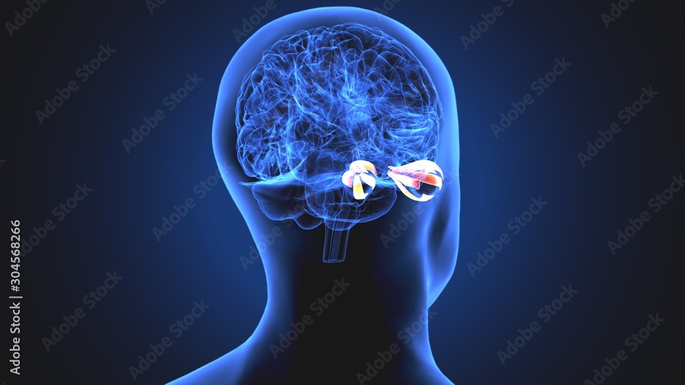 3d illustration human body eye anatomy human body organ 3d illustration human body eye anatomy human body organ