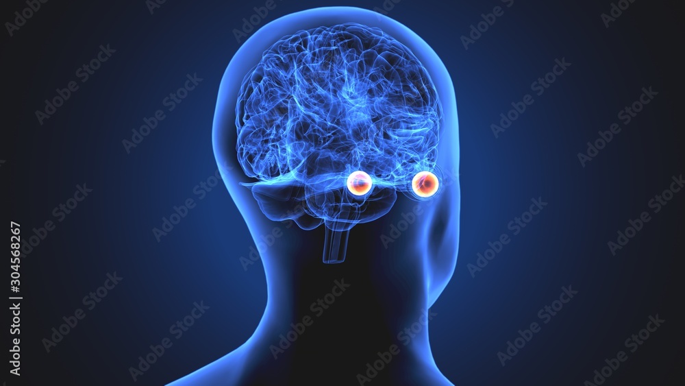 3d illustration human body eye anatomy human body organ 3d illustration human body eye anatomy human body organ