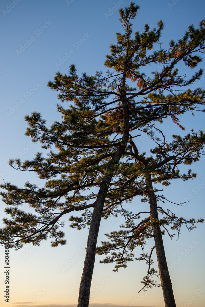 Obraz premium 松の木