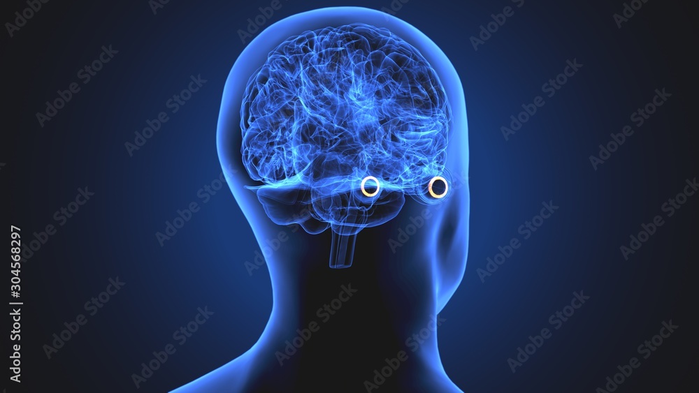 Obraz premium 3d illustration human body eye anatomy human body organ