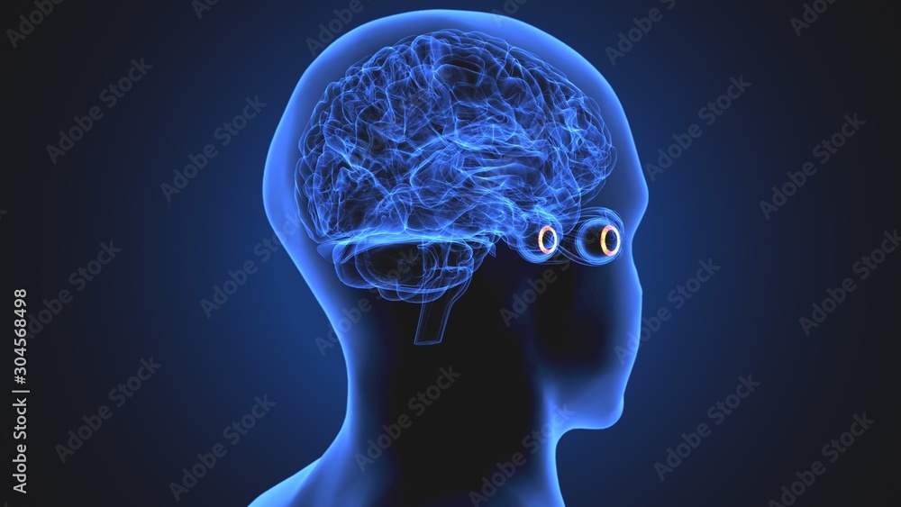 Fototapeta premium 3d illustration human body eye anatomy human body organ