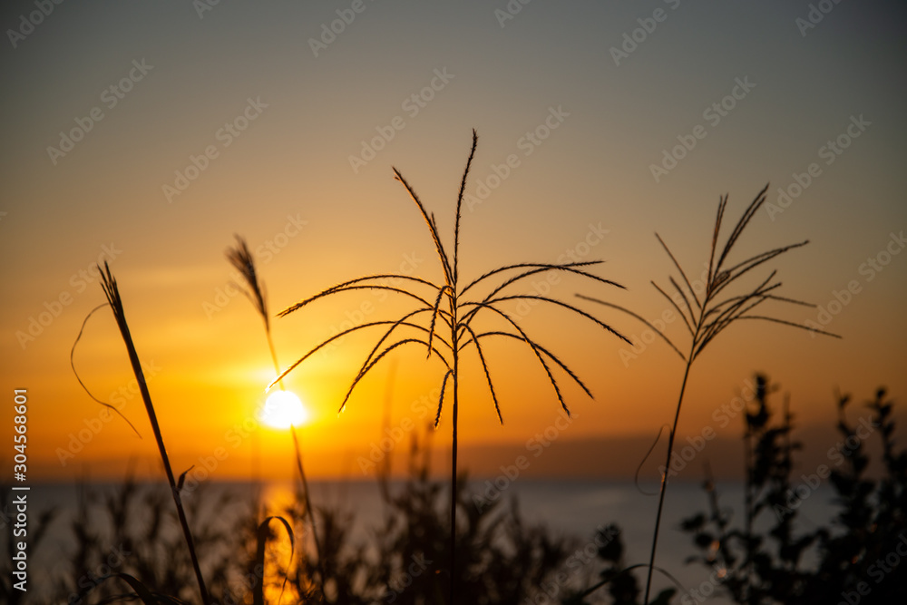 夕焼けとススキのシルエット Stock Photo Adobe Stock