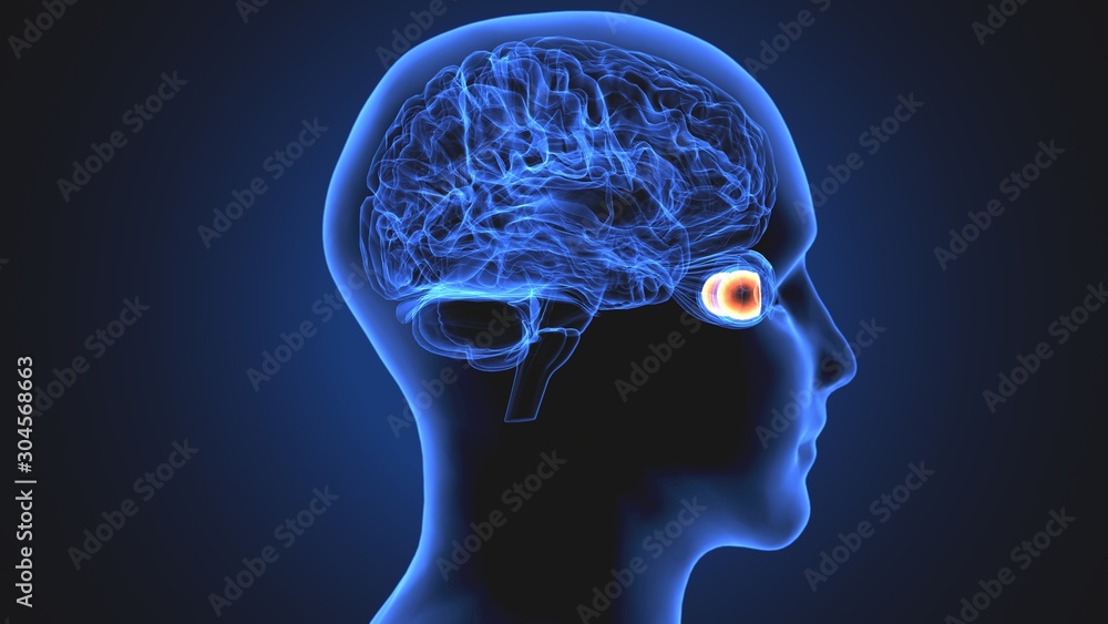 3d illustration human body eye anatomy human body organ 3d illustration human body eye anatomy human body organ