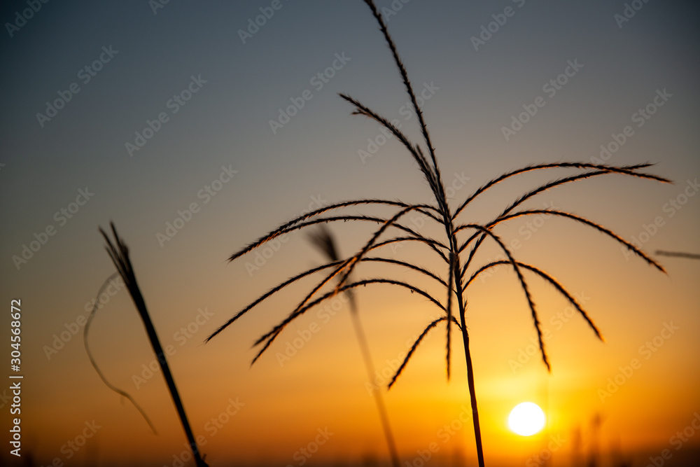 夕焼けとススキのシルエット Stock Photo Adobe Stock