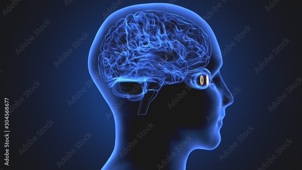 Fototapeta premium 3d illustration human body eye anatomy human body organ