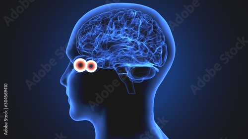3d render of human eye sclera anatomy