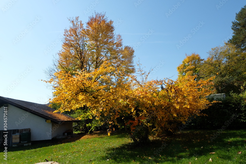 Ahornbaum im goldenen Oktober