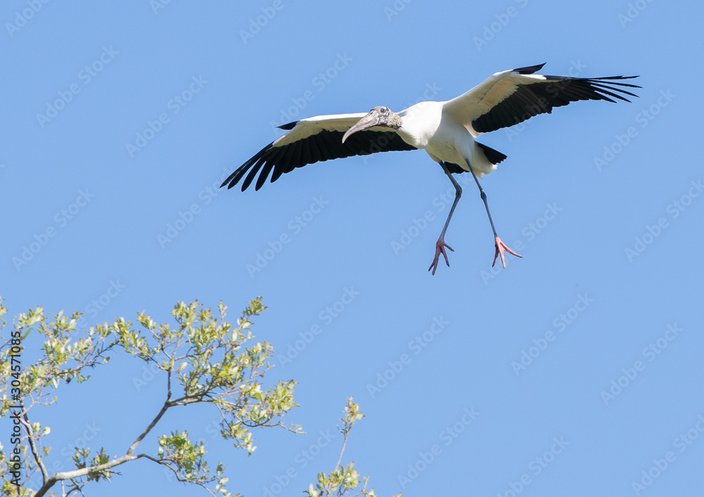 Obraz premium stork landing