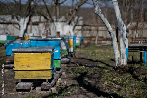 Beehives in the garden among the trees in early spring among primroses. Garden trees without leaves. First spring flight of over wintered Bees. © Maryna