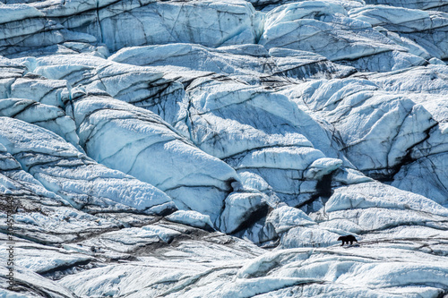 Wallpaper Mural Large black bear walking across white ice of the Matanuska Glacier in Alaska. Torontodigital.ca