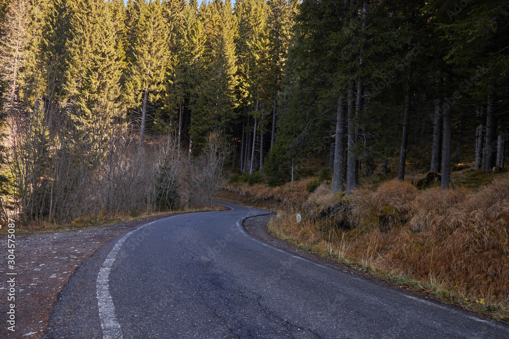 Road leading in the foret