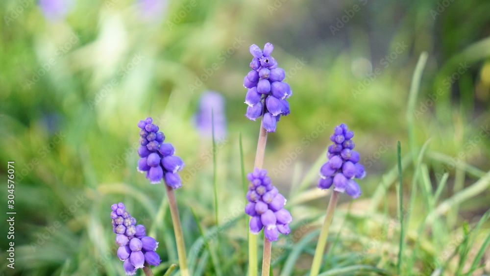grape hyacinths grape hyacinths