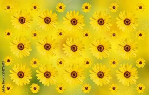 Yellow flower of sunflower