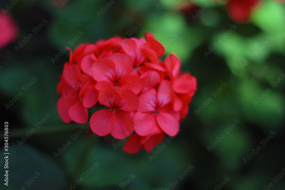 red flower in the garden