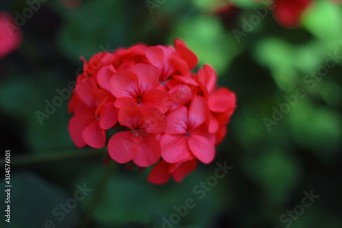 red flower in the garden