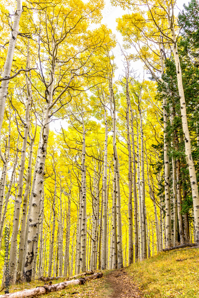 Aspen Forest in Golden Autumn Splendor Aspen Forest in Golden Autumn Splendor