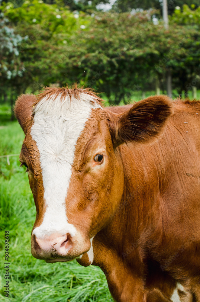 Vacas, ganado Ganaderia en las cercanías de Bogotá Colombia y en el departamento de Cundinamarca