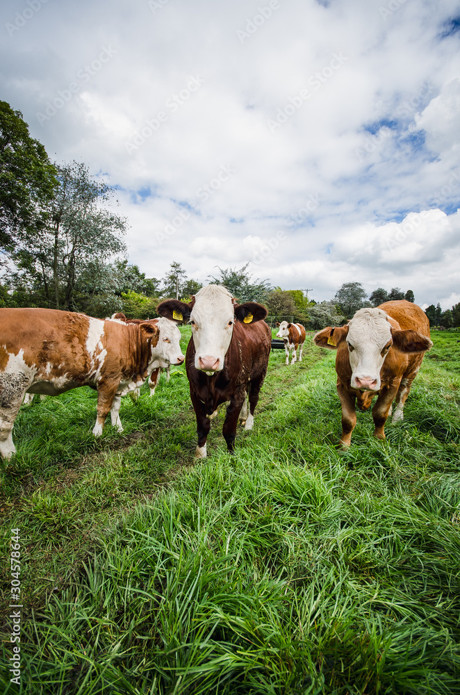 Vacas, ganado Ganaderia en las cercanías de Bogotá Colombia y en el departamento de Cundinamarca Vacas, ganado Ganaderia en las cercanías de Bogotá Colombia y en el departamento de Cundinamarca