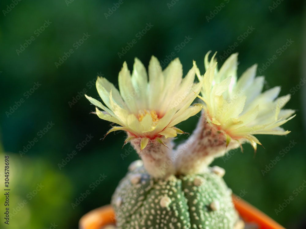 yellow flower of cactus for background image. yellow flower of cactus for background image.