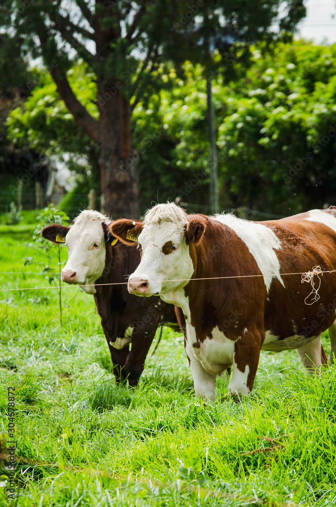 Vacas, ganado Ganaderia en las cercanías de Bogotá Colombia y en el departamento de Cundinamarca Vacas, ganado Ganaderia en las cercanías de Bogotá Colombia y en el departamento de Cundinamarca