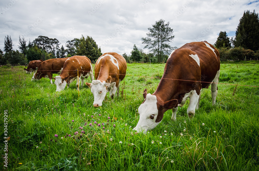 Vacas, ganado Ganaderia en las cercanías de Bogotá Colombia y en el departamento de Cundinamarca