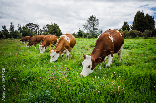 Fototapeta Vacas, ganado Ganaderia en las cercanías de Bogotá Colombia y en el departamento
